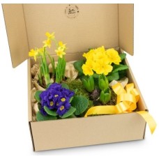 Spring flowering box